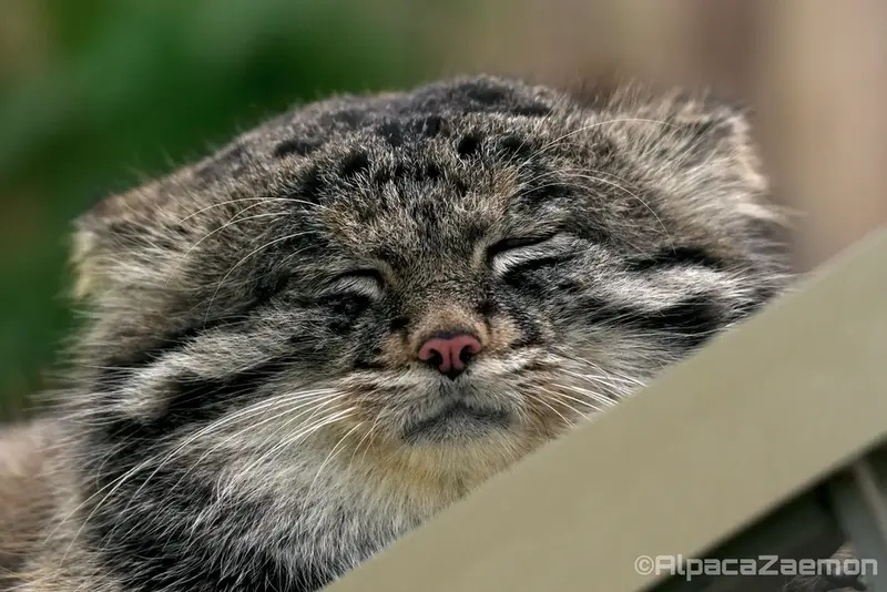 Фотография Нара