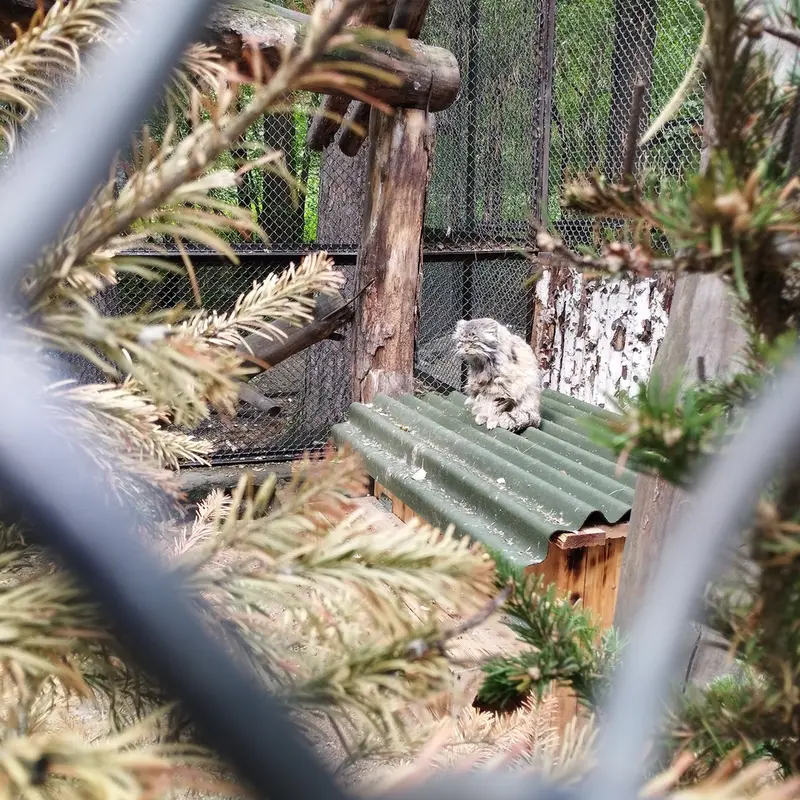 Фотография Зеленогорска в Новосибирском Зоопарке