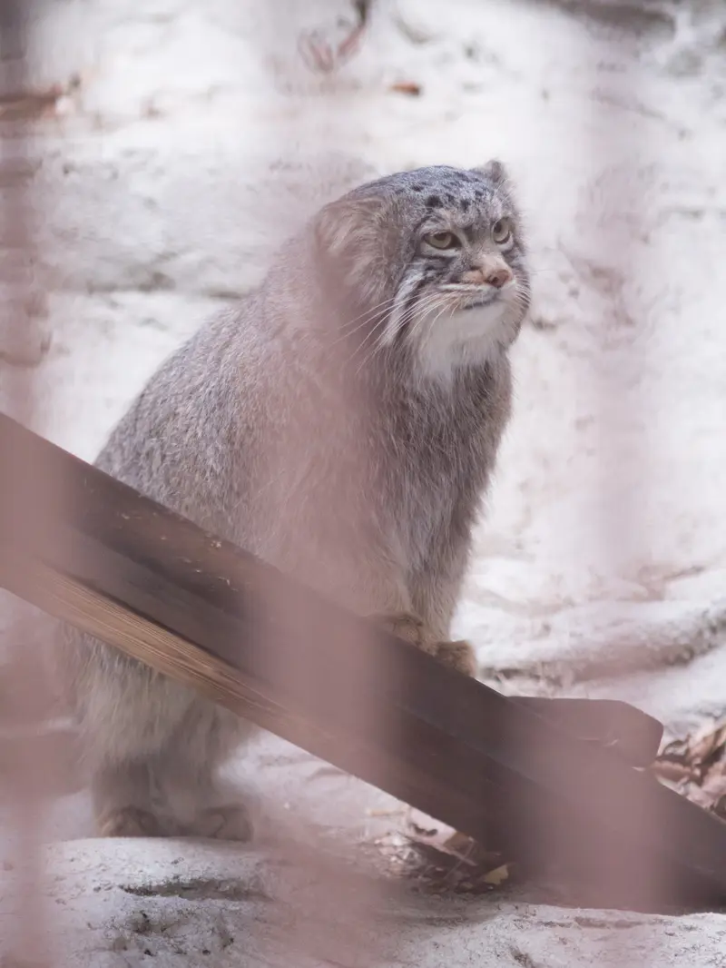 Фотография Фиги в Зоопарке Ногеяме