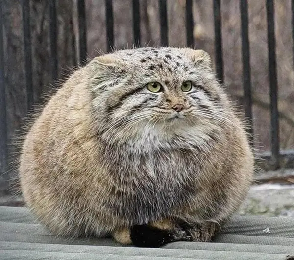Фотография с манулом