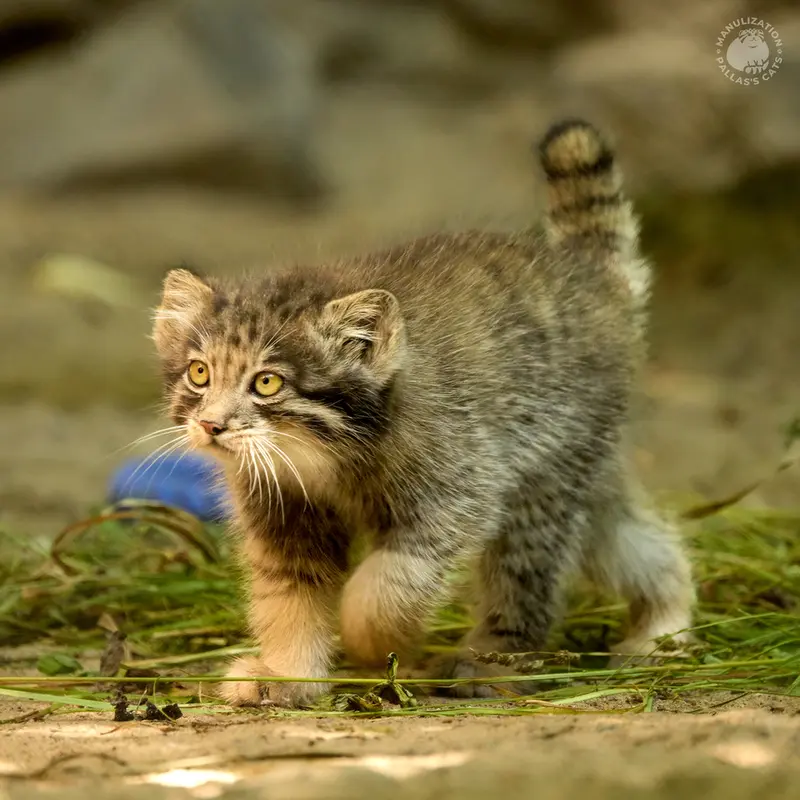 Фотография Менсу в Новосибирском Зоопарке