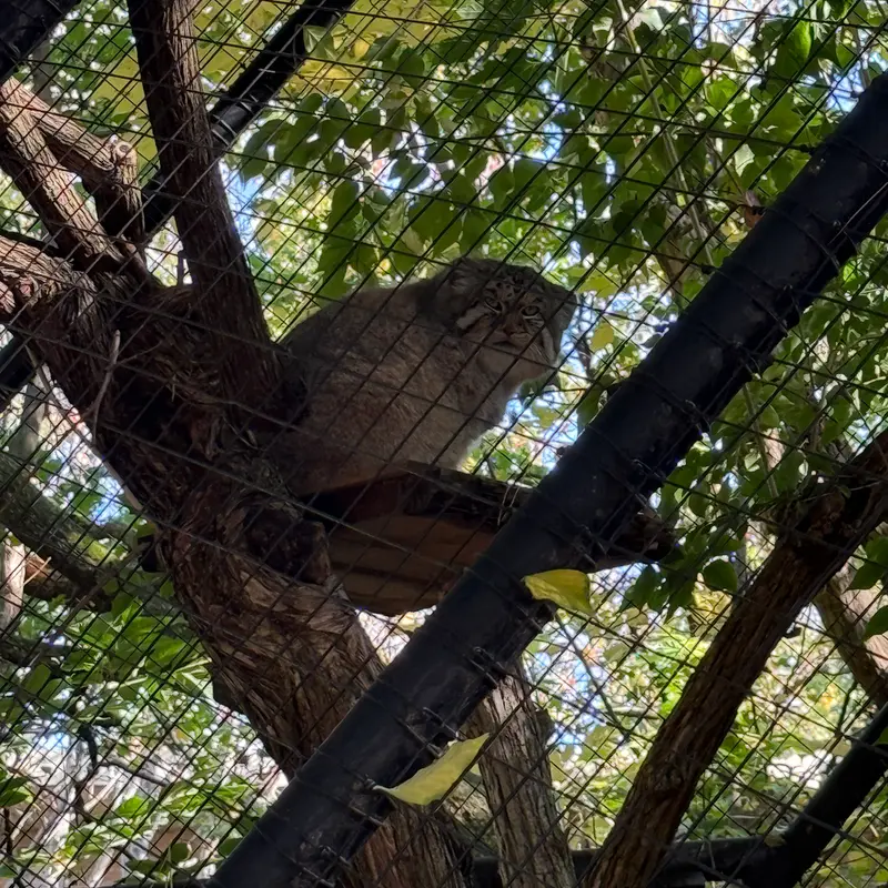 Фотография Мушу в Зоопарке Цинциннати