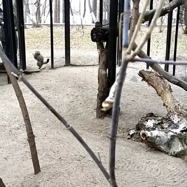 Фотография с манулом в Новосибирском Зоопарке