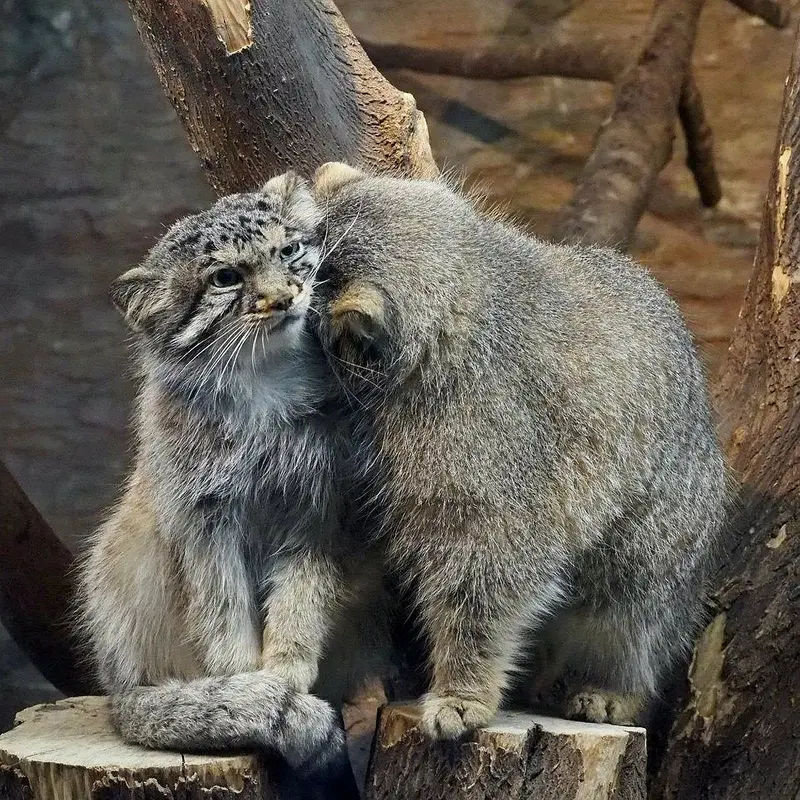 Фотография с манулом