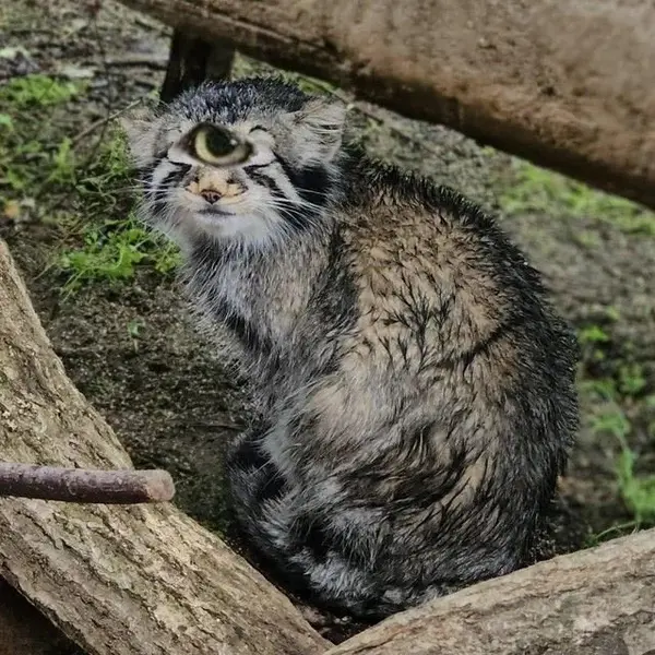 Фотография с манулом