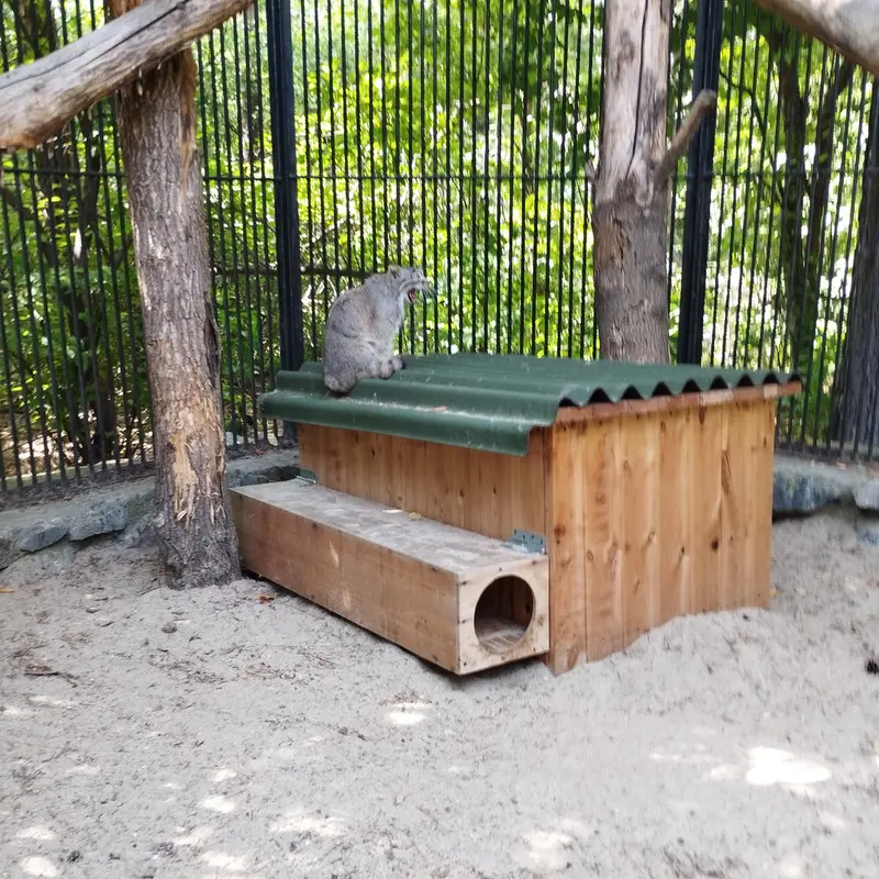 Фотография с манулом в Новосибирском Зоопарке