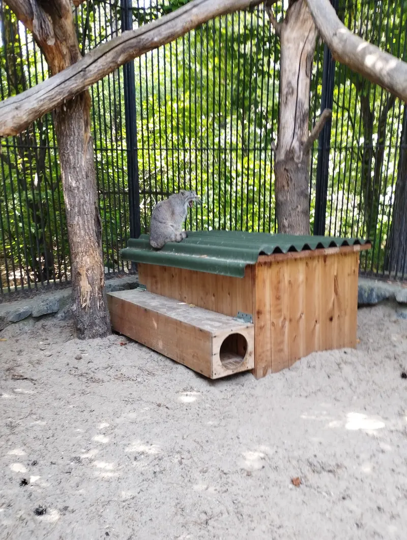 Фотография с манулом в Новосибирском Зоопарке