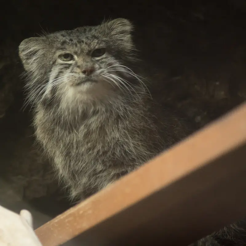 Фотография Клёна в Зоопарке Уено