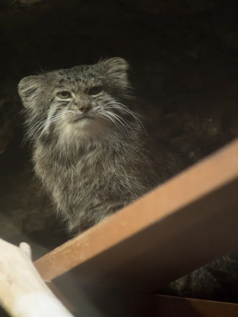 Фотография Клёна в Зоопарке Уено