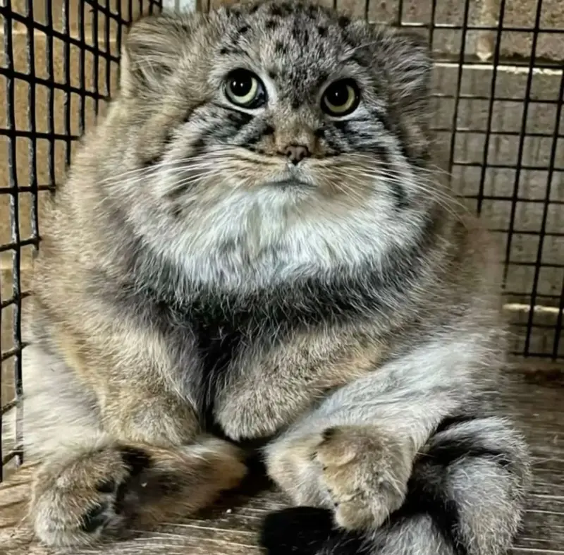 Фотография с манулом