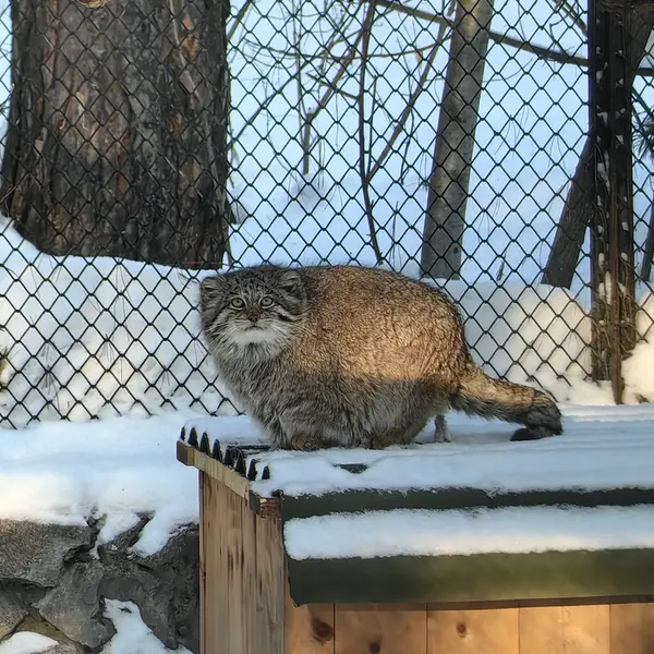 Фотография Мии в Новосибирском Зоопарке