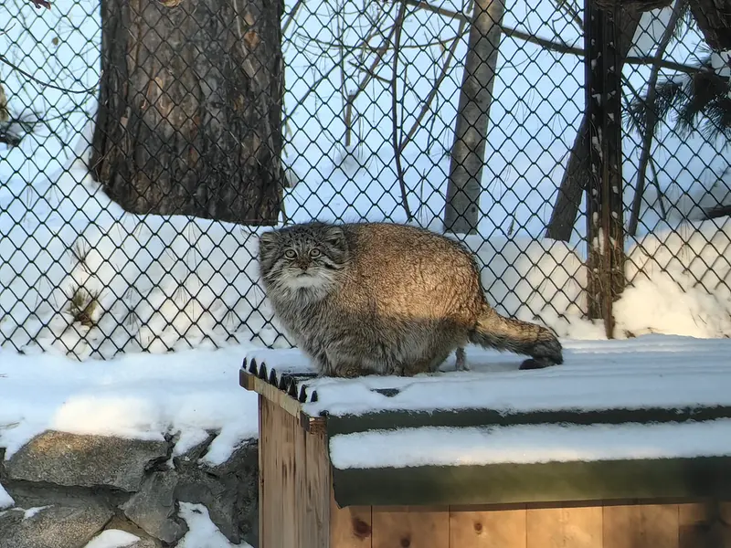 Фотография Мии в Новосибирском Зоопарке