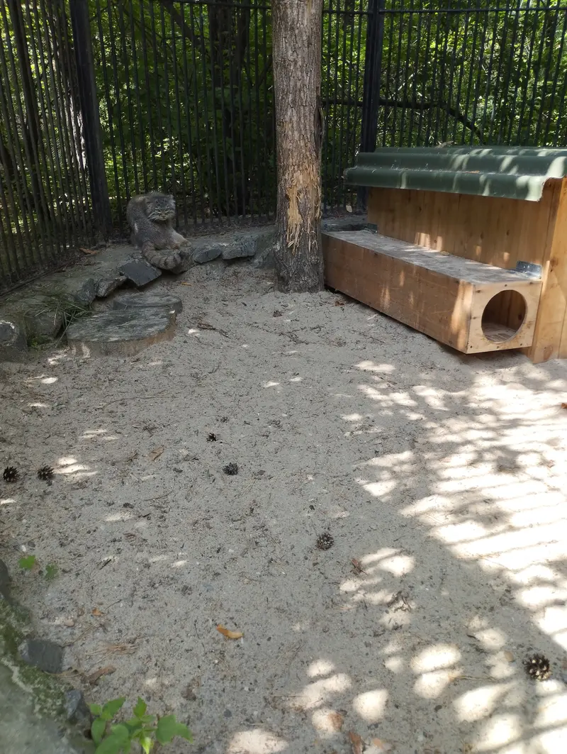 Фотография с манулом в Новосибирском Зоопарке