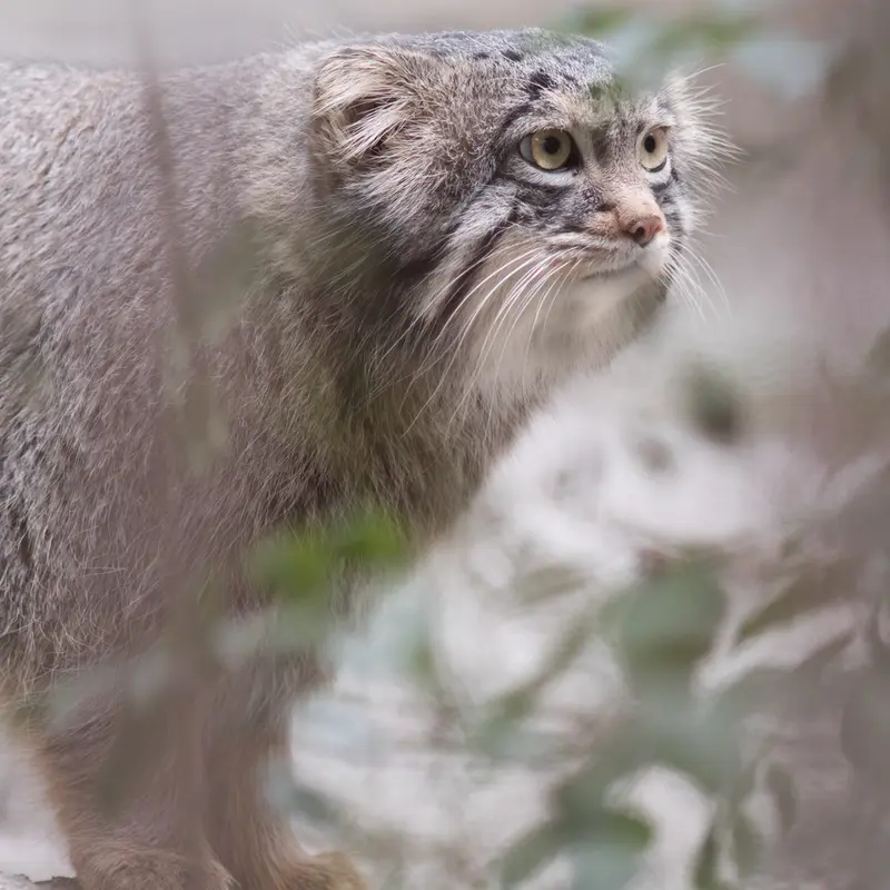 Фотография Фиги в Зоопарке Ногеяме