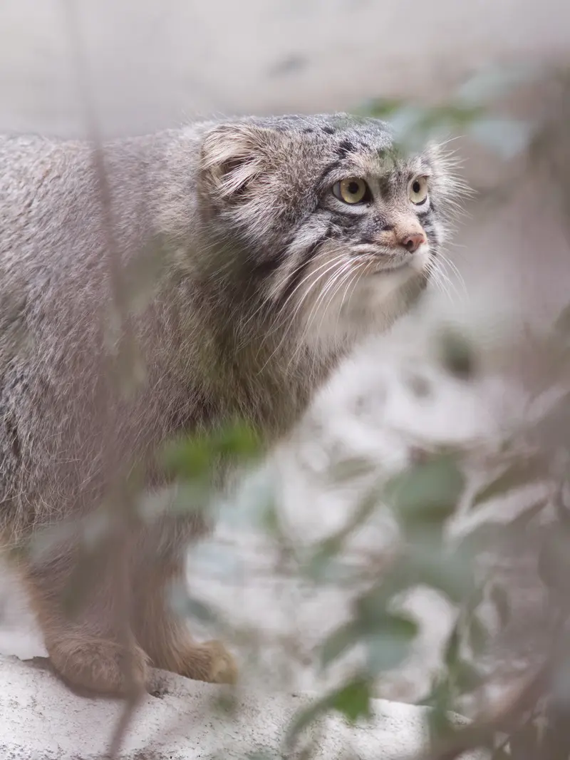 Фотография Фиги в Зоопарке Ногеяме