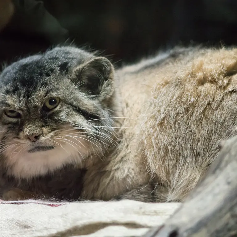 Фотография Примулы в Зоопарке Уено