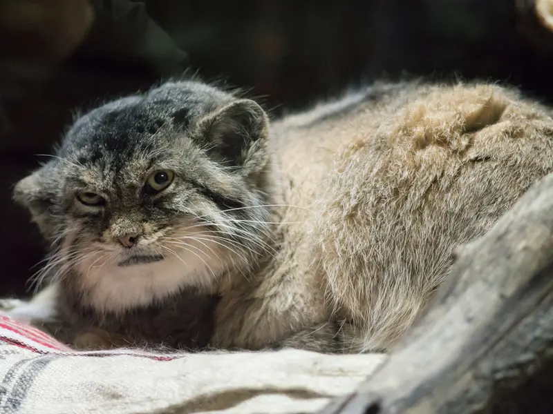 Фотография Примулы в Зоопарке Уено