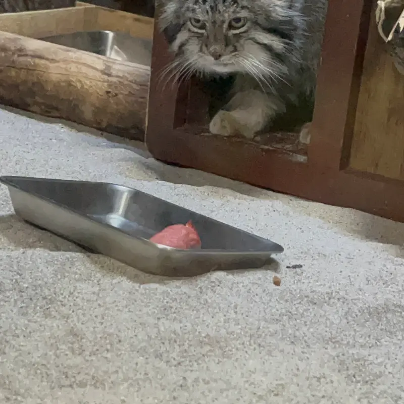 Фотография Клёна в Зоопарке Уено