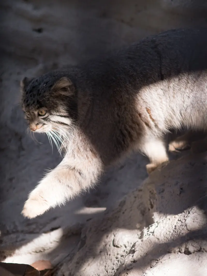 Фотография Фиги в Зоопарке Ногеяме