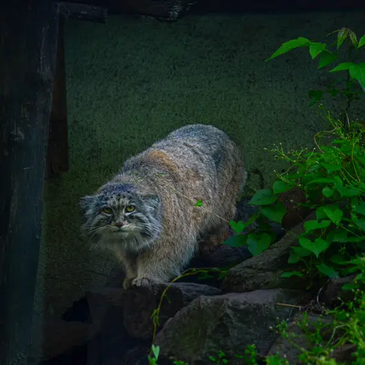 Фотография Бохуша в Будапештском Зоопарке