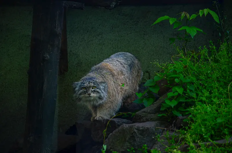 Фотография Бохуша в Будапештском Зоопарке
