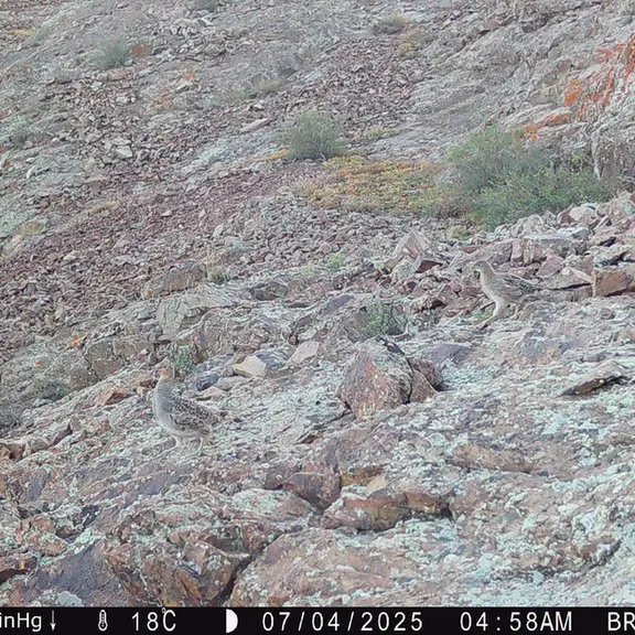 Фотография с манулом с фотоловушки Жанатор [новинка]