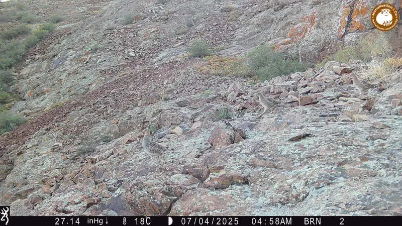 Фотография с манулом с фотоловушки Жанатор [новинка]