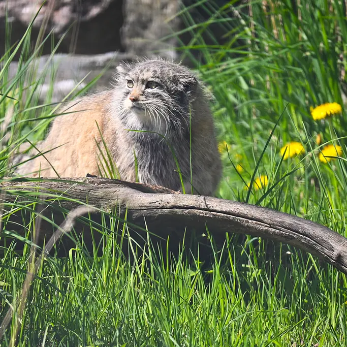 Фотография Мими в Зоопарке Коркеасаари