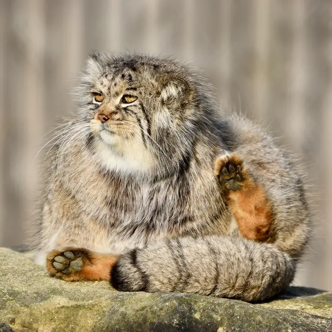 Фотография Атлана в Парке диких животных Порт-Лимпн