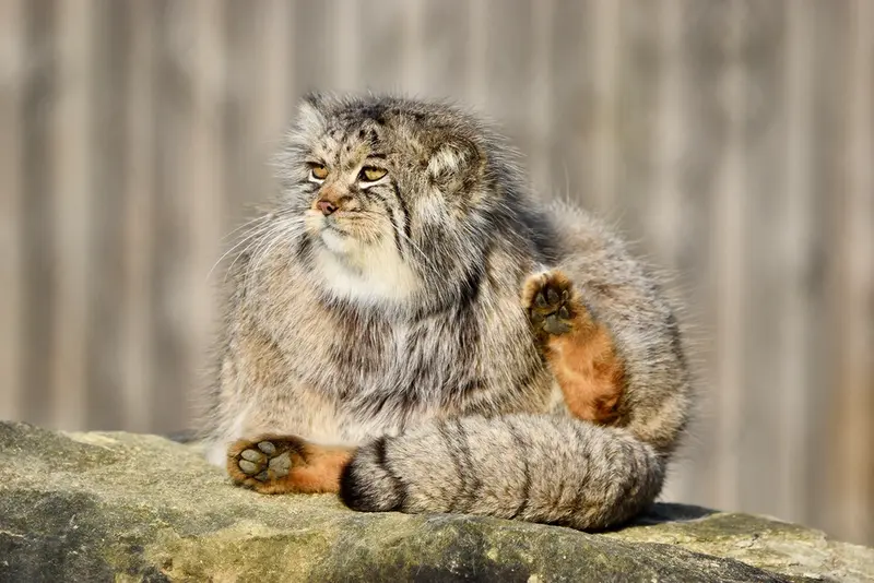 Фотография Атлана в Парке диких животных Порт-Лимпн