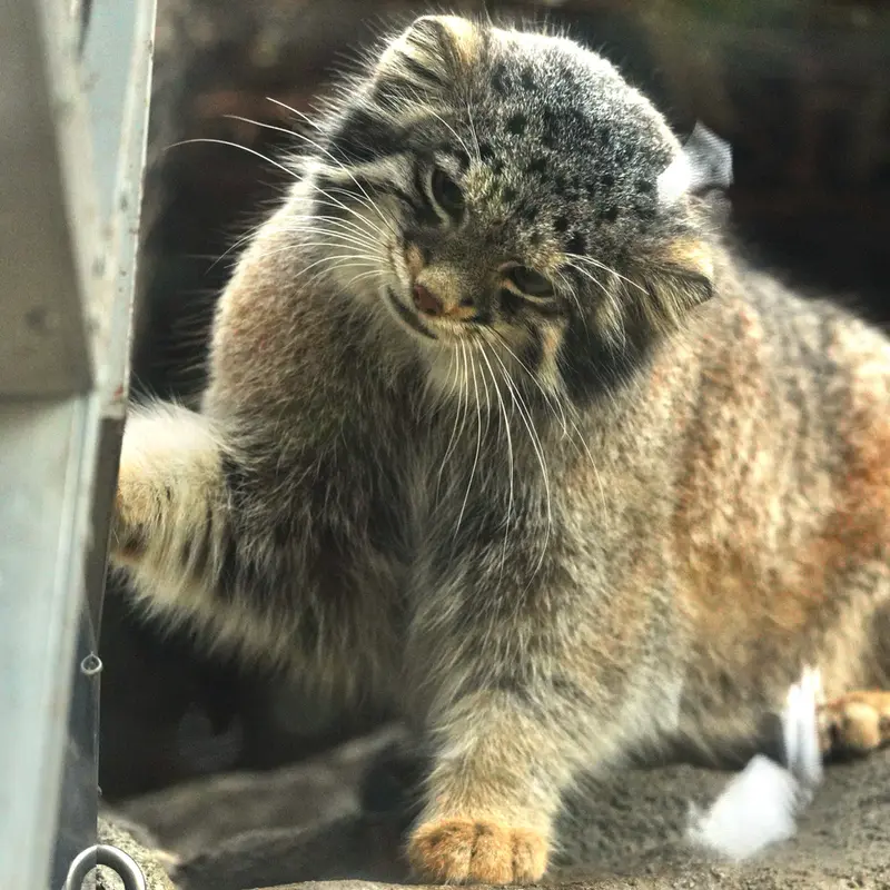 Фотография Ото в Царстве Животных Кобе