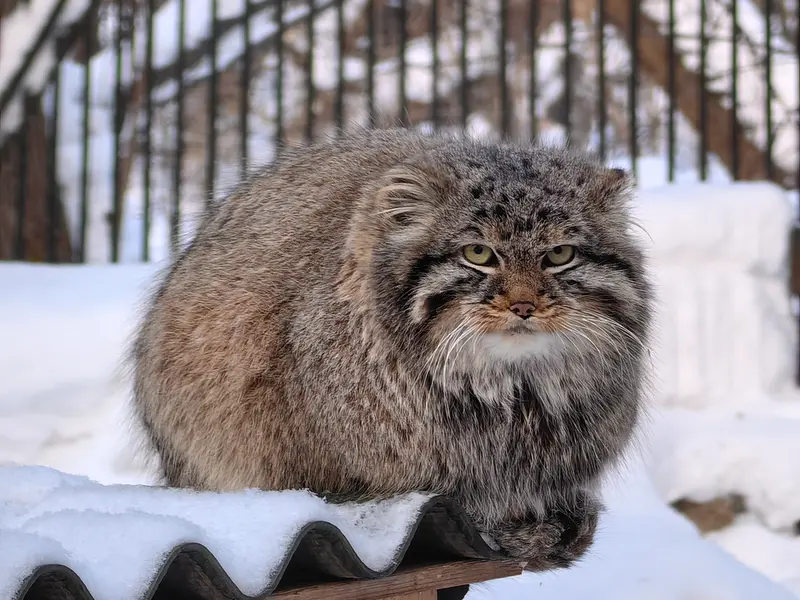 Фотография Лолошика 2024 Г.р. Ⅲ в Новосибирском Зоопарке