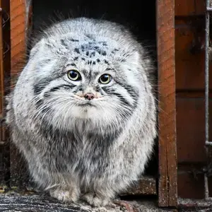Фотография Магеллана