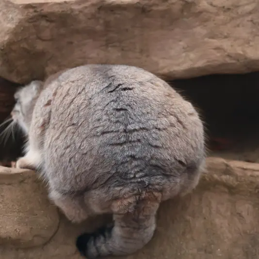 Фотография Оливы в Детском зоопарке Сайтама