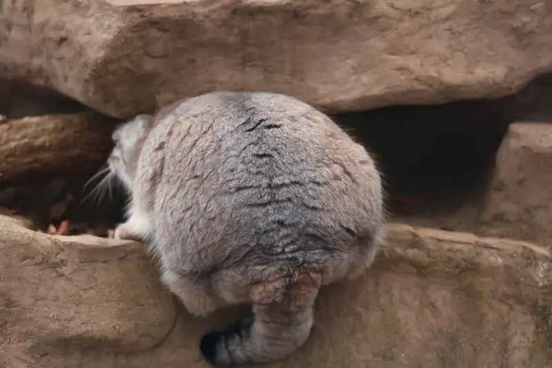 Фотография Оливы в Детском зоопарке Сайтама