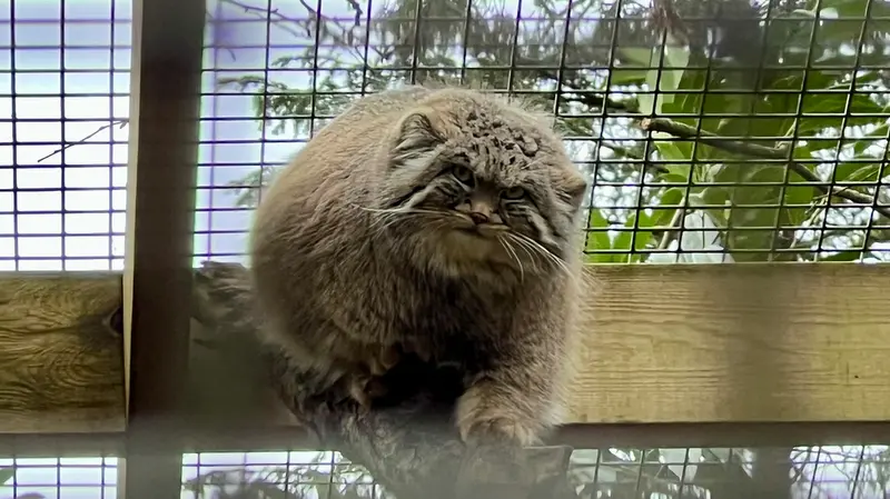 Фотография Саяна в Парке дикой природы Котсуолд