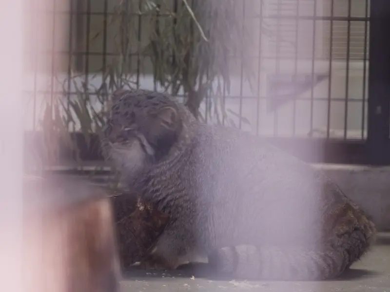 Фотография Фиги в Зоопарке Ногеяме