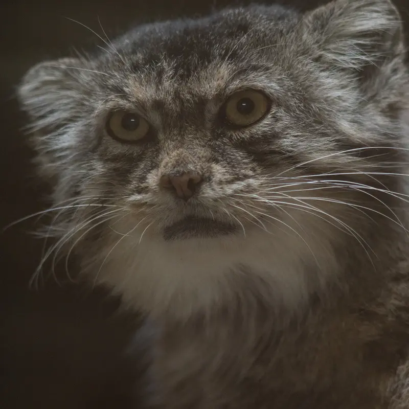 Фотография Примулы в Зоопарке Уено