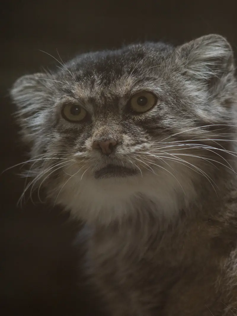 Фотография Примулы в Зоопарке Уено