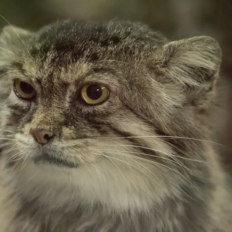 Фотография Примулы в Зоопарке Уено