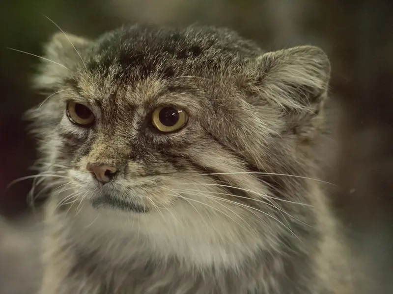 Фотография Примулы в Зоопарке Уено