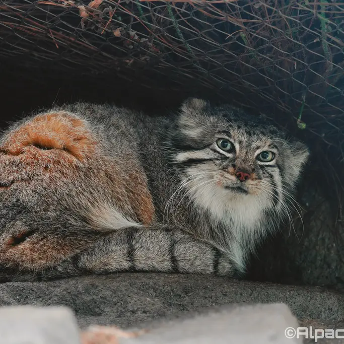 Фотография Аз в Царстве Животных Кобе