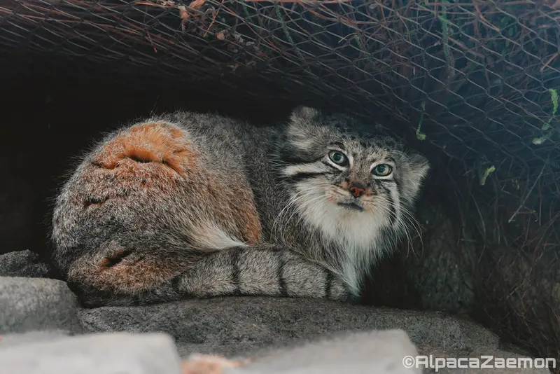 Фотография Аз в Царстве Животных Кобе