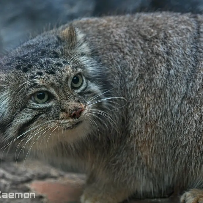 Фотография Аз в Царстве Животных Кобе