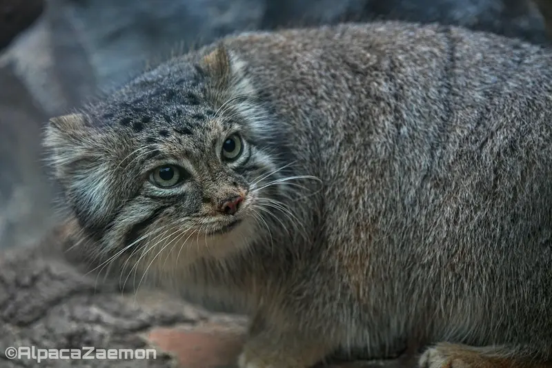 Фотография Аз в Царстве Животных Кобе