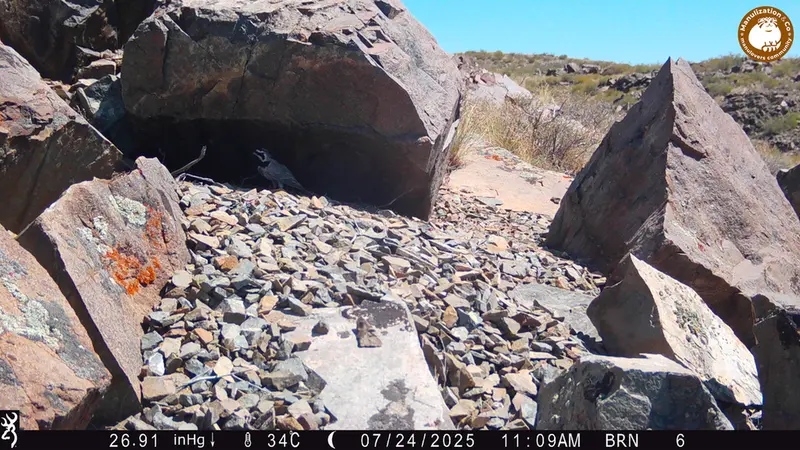 Фотография с манулом с фотоловушки Киикбай [новинка]