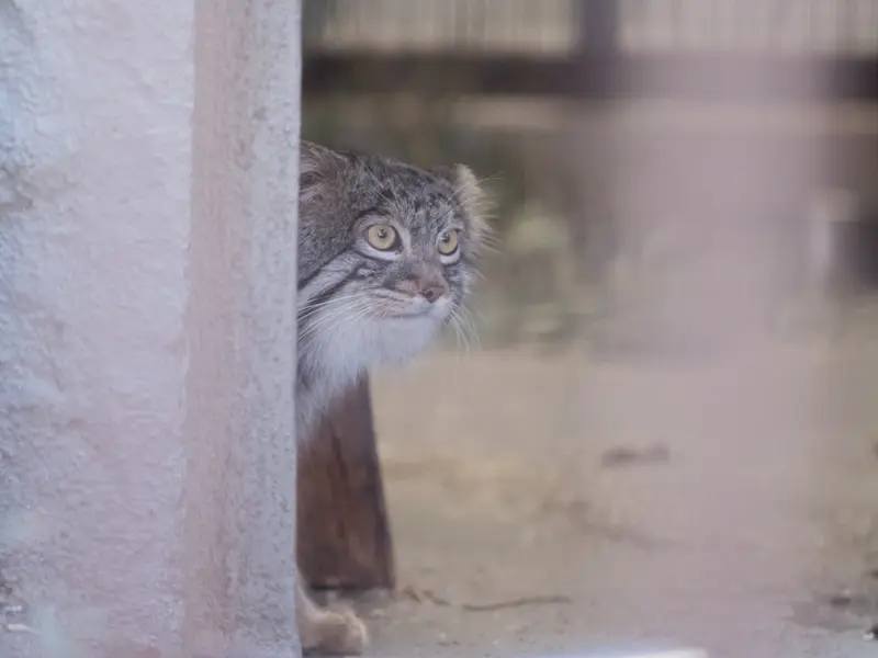 Фотография Фиги в Зоопарке Ногеяме