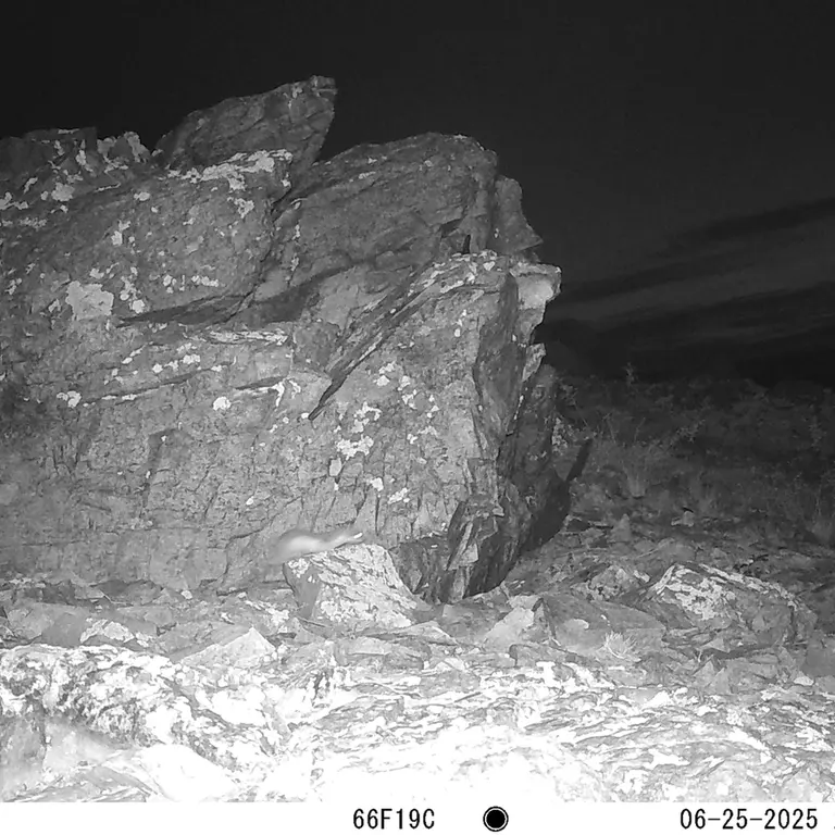Фотография Ласки с фотоловушки Карашокы [новинка]