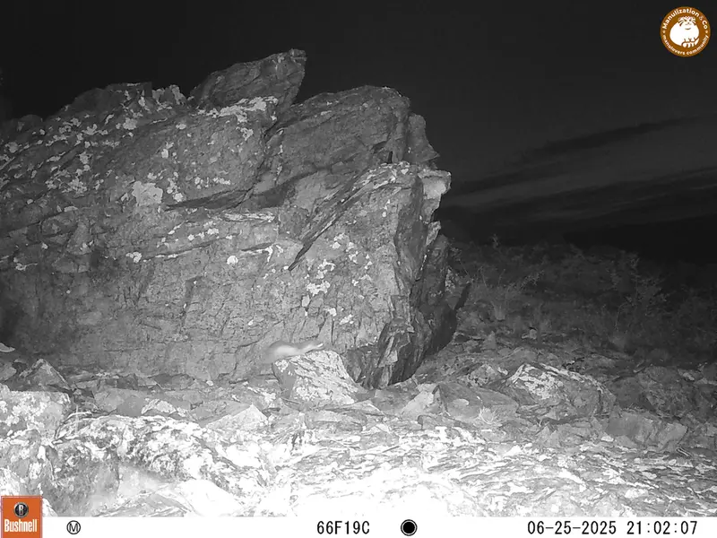 Фотография Ласки с фотоловушки Карашокы [новинка]