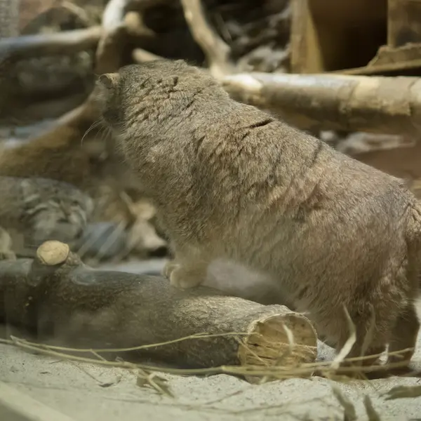 Фотография Примулы и Клёна в Зоопарке Уено